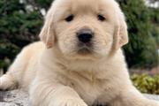 $300 : Dos cachorros Golden Retriever thumbnail