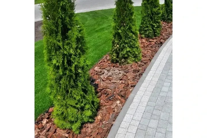 Corte de árboles seguro image 4