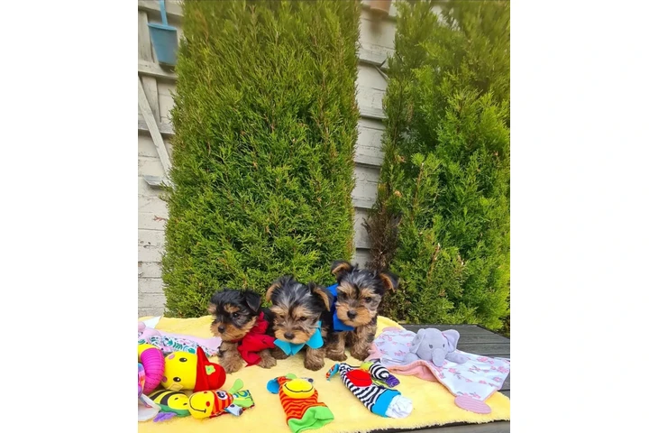 cachorros yorkies disponibles image 3