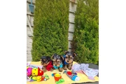 cachorros yorkies disponibles thumbnail