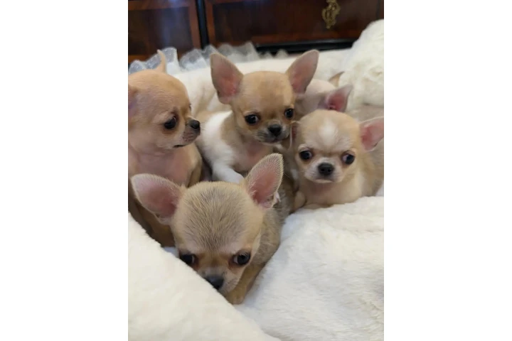 $350 : Cachorros chihuahua en venta image 3
