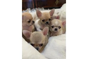 $350 : Cachorros chihuahua en venta thumbnail