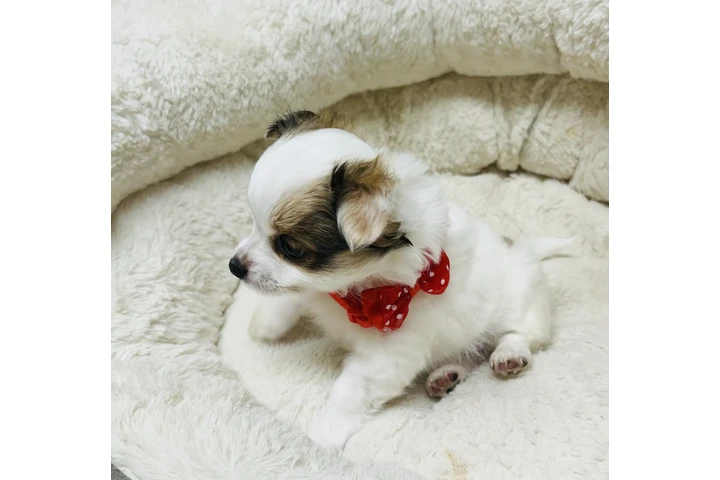 Chihuahuas de pelo largo image 5