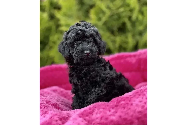 $300 : poodle's hembra blanca image 2