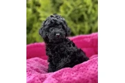 $300 : poodle's hembra blanca thumbnail