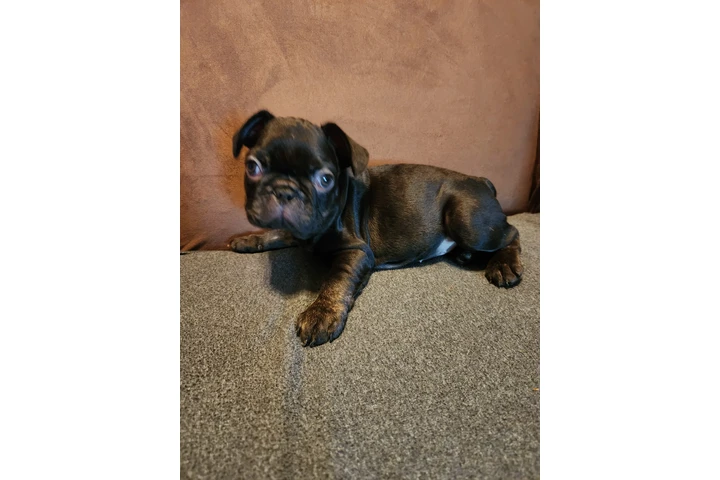 $1500 : French bulldog image 4
