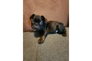 $1500 : French bulldog thumbnail