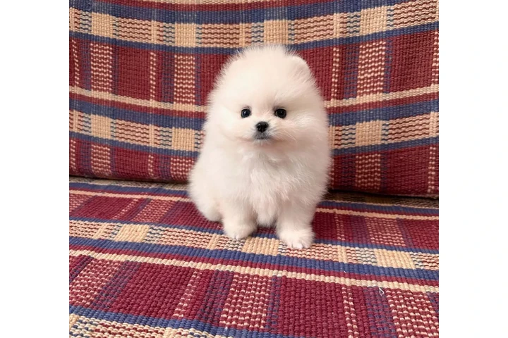$410 : Teacup Pomeranians Ready image 2