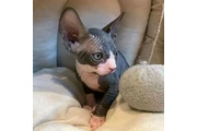 $650 : Sphynx kittens for sale thumbnail