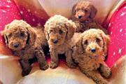 Stunning Red toy poodle puppie