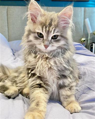 $600 : Gatitos Maine Coon image 2