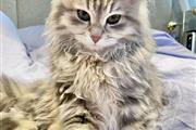 $600 : Gatitos Maine Coon thumbnail