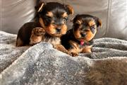 $450 : outstanding yorkie puppies thumbnail