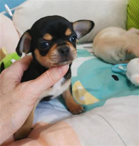 $250 : Cachorro de Chihuahua image 3
