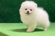 Pomeranian Puppies For Sale en Jackson