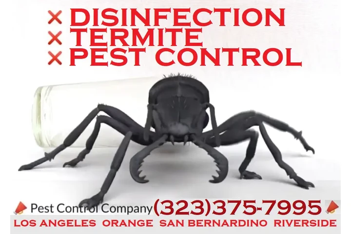 CONTROL PLAGAS LOS ANGELES image 9