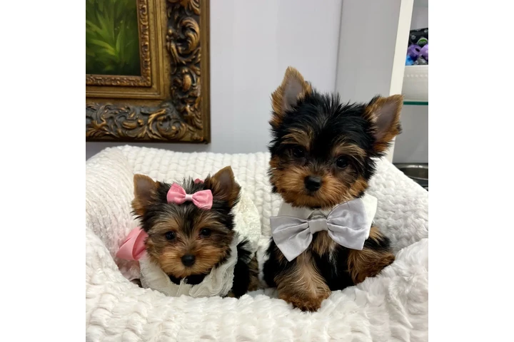 $760 : Yorkshire Terrier (Yorkie) image 1