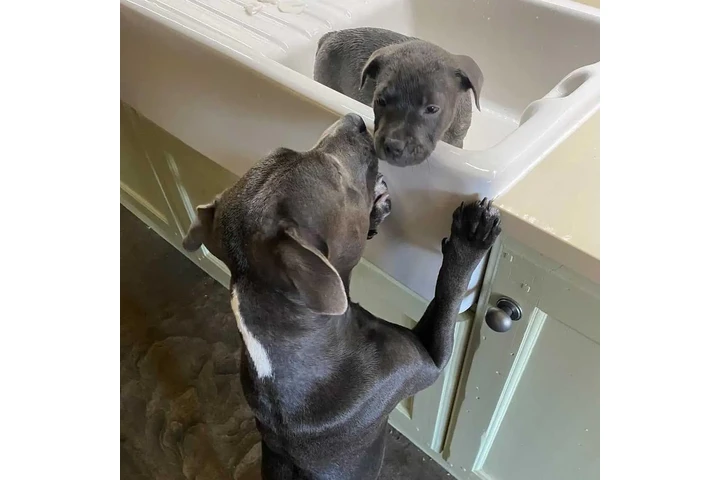 $350 : pitbull en venta image 1