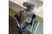 pitbull en venta en Lexington