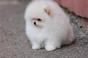 $800 : Mini Pomerania cachorros thumbnail