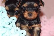 $500 : Adorable Yorkie  puppies tapin thumbnail