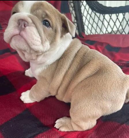 $500 : English bulldog pups for adopt image 2