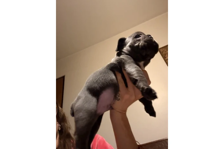 $899000 : Cachorros Bulldog Francés image 10