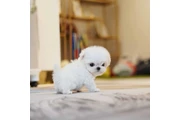 $350 : Taza de té Cachorros malteses thumbnail