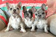 Cute French Bulldog Puppies en New York