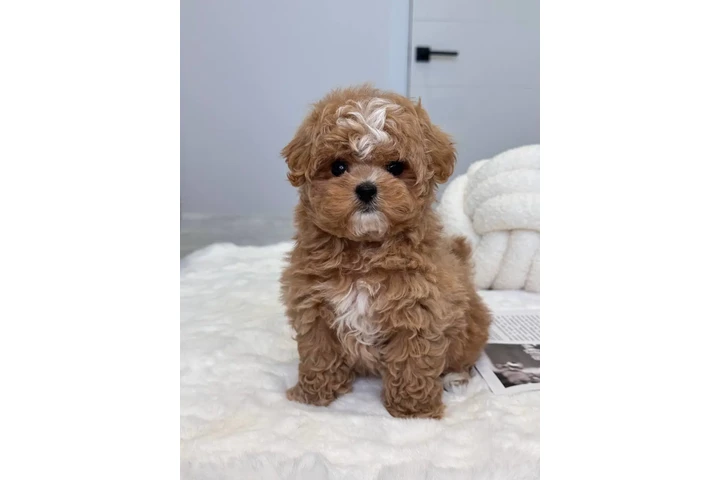 $350 : Male & Female Maltipoo Puppies image 2