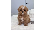 $350 : Male & Female Maltipoo Puppies thumbnail