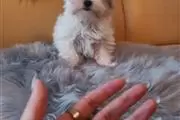 YORKIES FOR SALE en Detroit