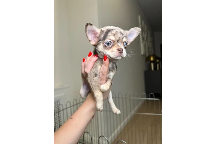 $250 : Chihuahua teacup puppies ❤️ image 7