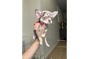 $250 : Chihuahua teacup puppies ❤️ thumbnail
