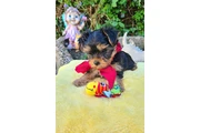 cachorros yorkies disponibles thumbnail