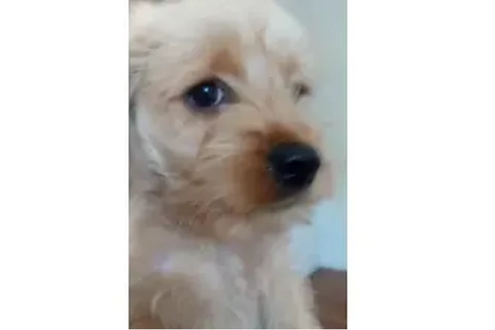 $150 : Cocker Spaniel need 🏠 and♥️ image 5