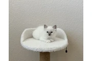 Ragdoll  en venta en Washington DC