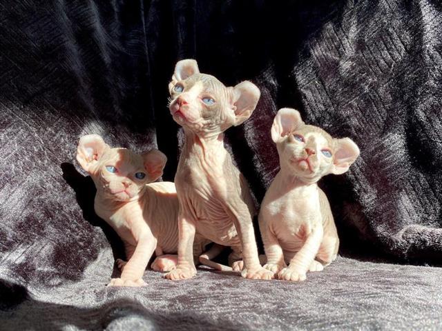 $600 : Male and Female Sphynx kittens image 9