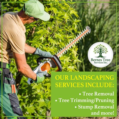 Professional Tree Services! image 1