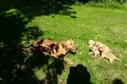 Registered Golden puppies en Mayaguez