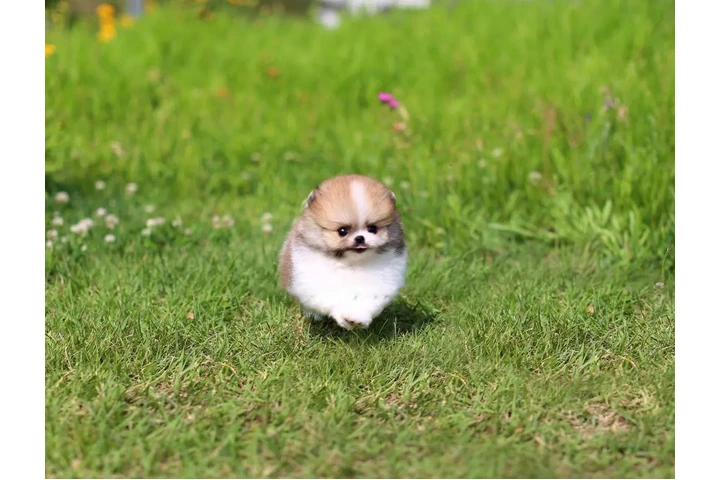 $350 : Micro Pomerania image 2