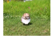 $350 : Micro Pomerania thumbnail