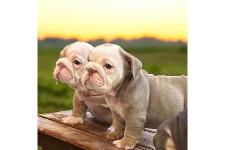 VENDO LINDO ENGLISH BULLDOGS image 1