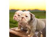 VENDO LINDO ENGLISH BULLDOGS en Los Angeles