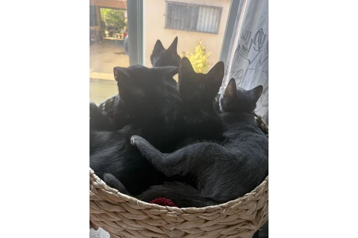 $1 : Gatitos free image 3