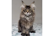 $1200 : Maine coon kittens thumbnail