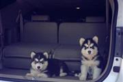 $350 : Husky siberiano thumbnail