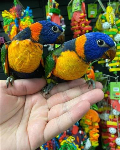 $300 : Meek parrots image 2