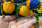 $300 : Meek parrots thumbnail