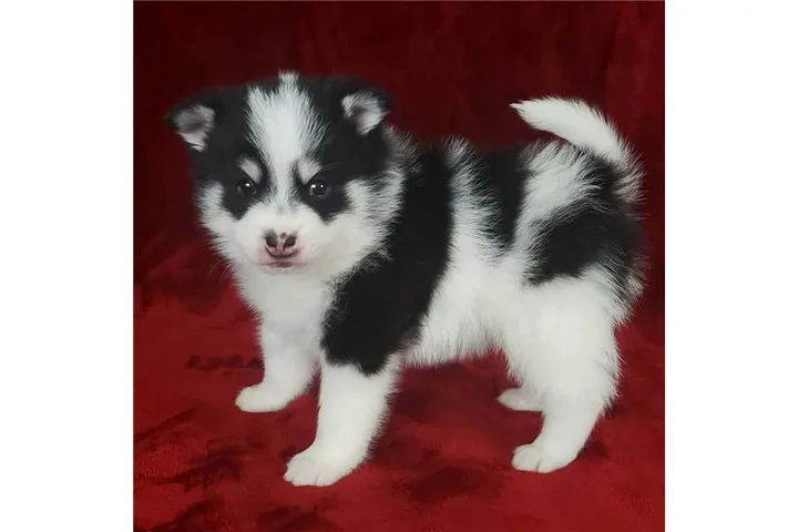 $400 : Cachorros de Pomsky y Husky image 5